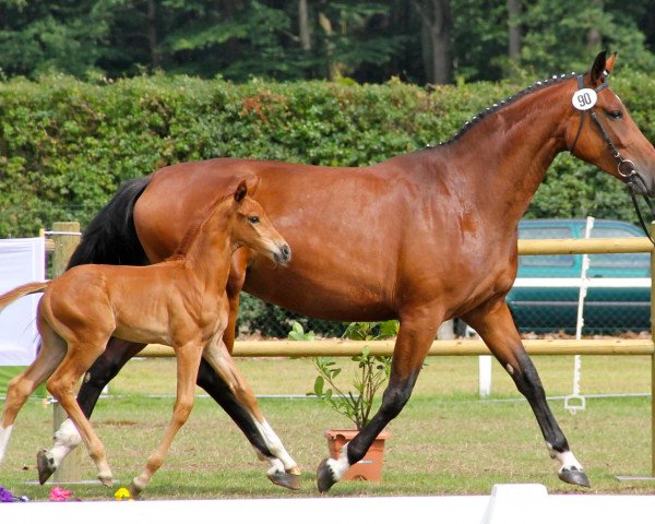 dressage horse Hengst von Dankeschön (Westphalian, 2012, from Dankeschön)