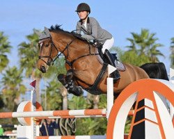 Springpferd Fafira W (Belgisches Warmblut, 2010, von VDL Groep Zagreb)