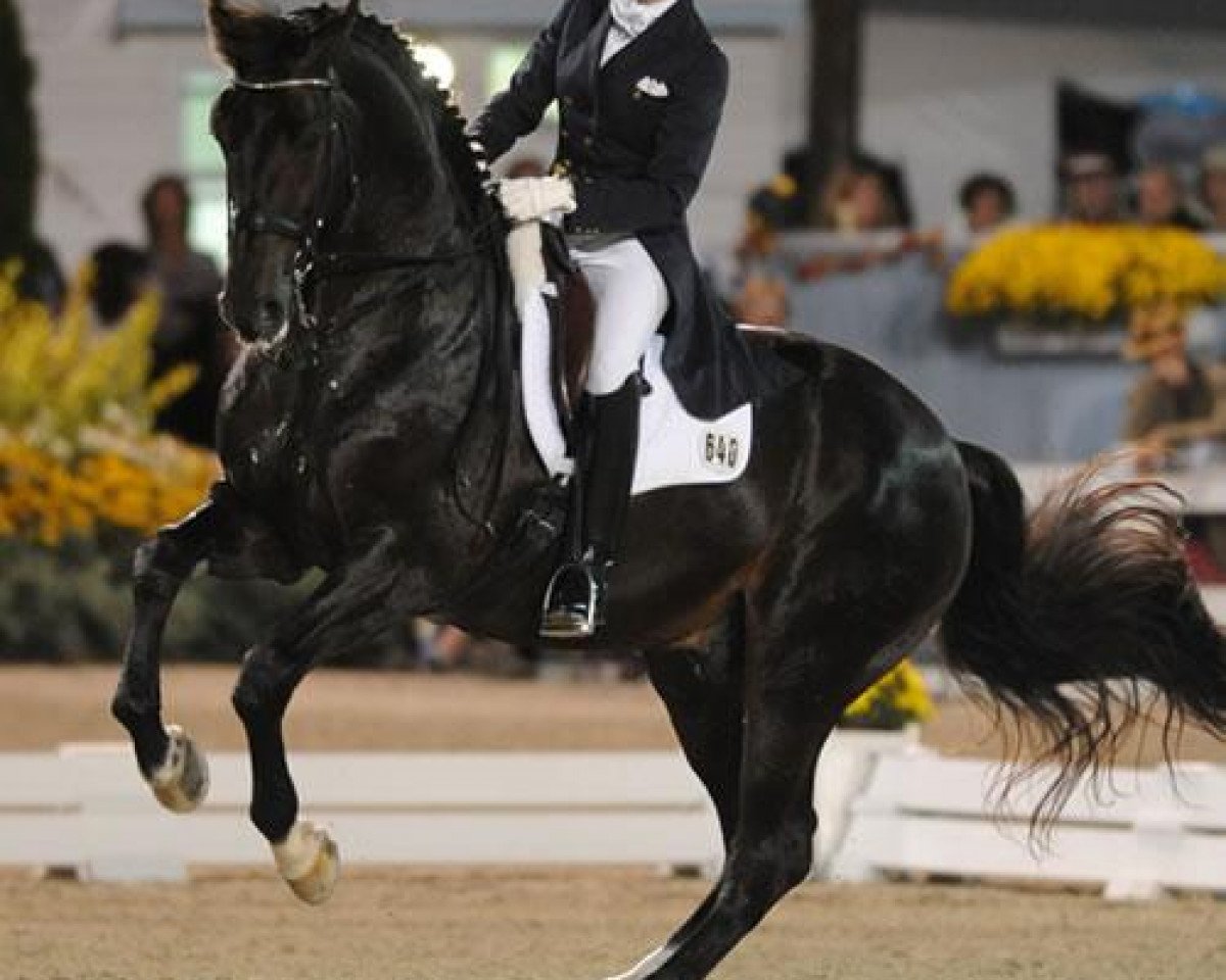 dressage horse Calecto V (Danish Warmblood, 1998, from Come Back II)