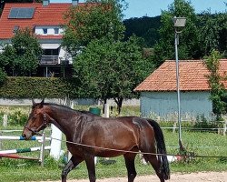 Zuchtstute Center's Adept (Belgisches Warmblut, 2013, von H C.s.r. Center)