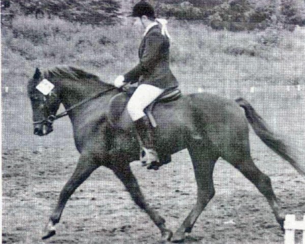 stallion Downland Dragoon (Welsh-Pony (Section B), 1967, from Downland Chevalier)