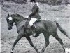 Deckhengst Downland Dragoon (Welsh Pony (Sek.B), 1967, von Downland Chevalier)