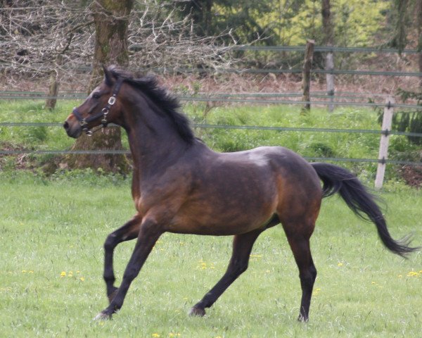 dressage horse Con Animo (Hanoverian, 2010, from Contendros Bube)