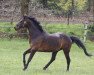 dressage horse Con Animo (Hanoverian, 2010, from Contendros Bube)