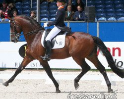 stallion Kigali (KWPN (Royal Dutch Sporthorse), 1992, from Wolfgang)