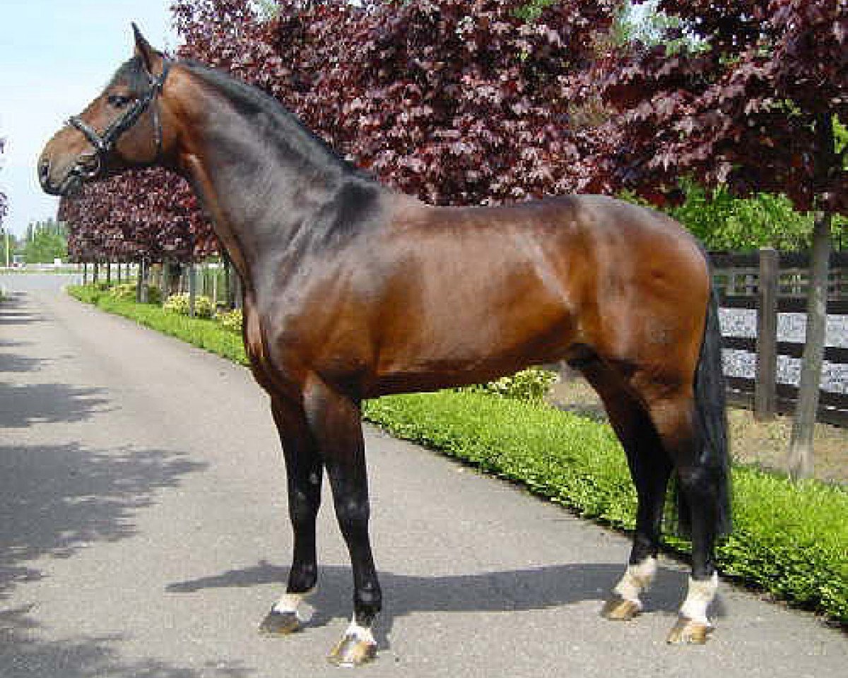 Deckhengst Thunder van de Zuuthoeve (Belgisches Warmblut, 1996, von Argentinus)