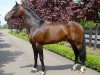stallion Thunder van de Zuuthoeve (Belgian Warmblood, 1996, from Argentinus)