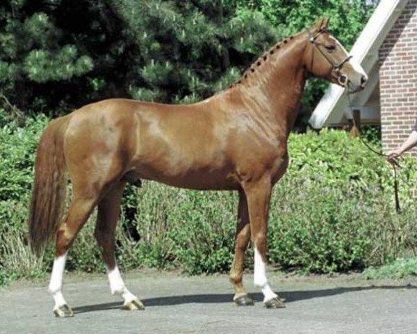 stallion Tangelo van de Zuuthoeve (Belgian Warmblood, 1996, from Narcos II)