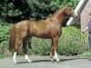 stallion Tangelo van de Zuuthoeve (Belgian Warmblood, 1996, from Narcos II)