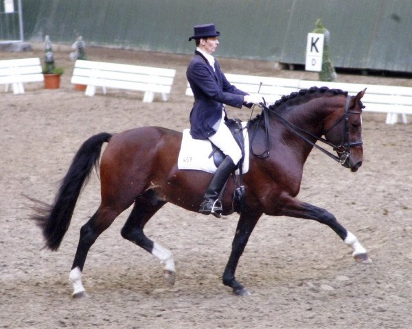 stallion Montelino G (Hanoverian, 1998, from Metternich)