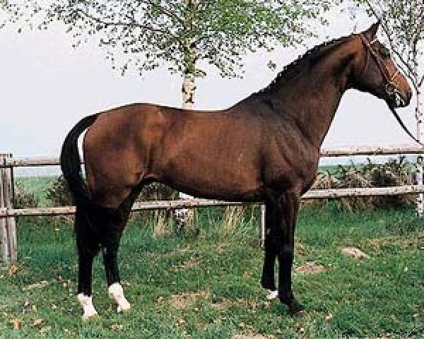 stallion Weinzauber (Westphalian, 1991, from Weinberg)