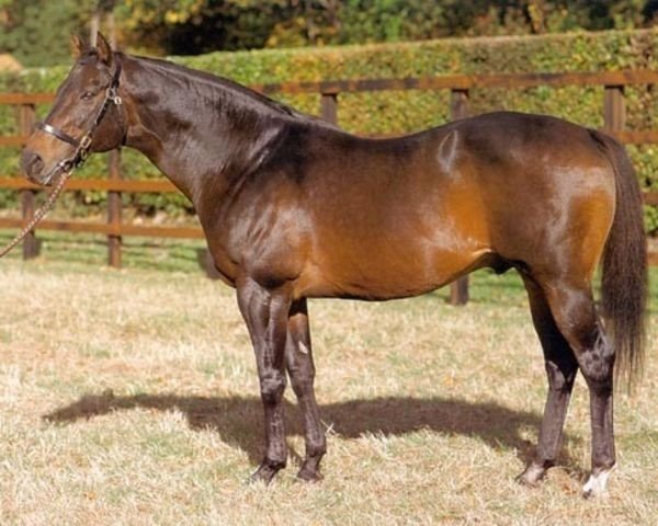 stallion Primo Dominie xx (Thoroughbred, 1982, from Dominion xx)