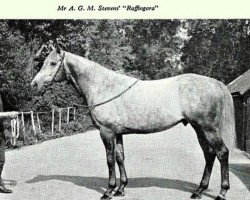 stallion Raffingora xx (Thoroughbred, 1965, from Grey Sovereign xx)