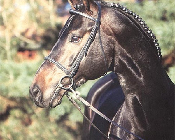 stallion Del Vento (Rhinelander, 1995, from Donnerwind)