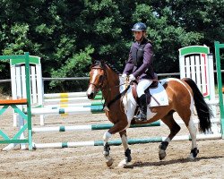 dressage horse Salvano (Lewitzer, 2011, from Romeo)