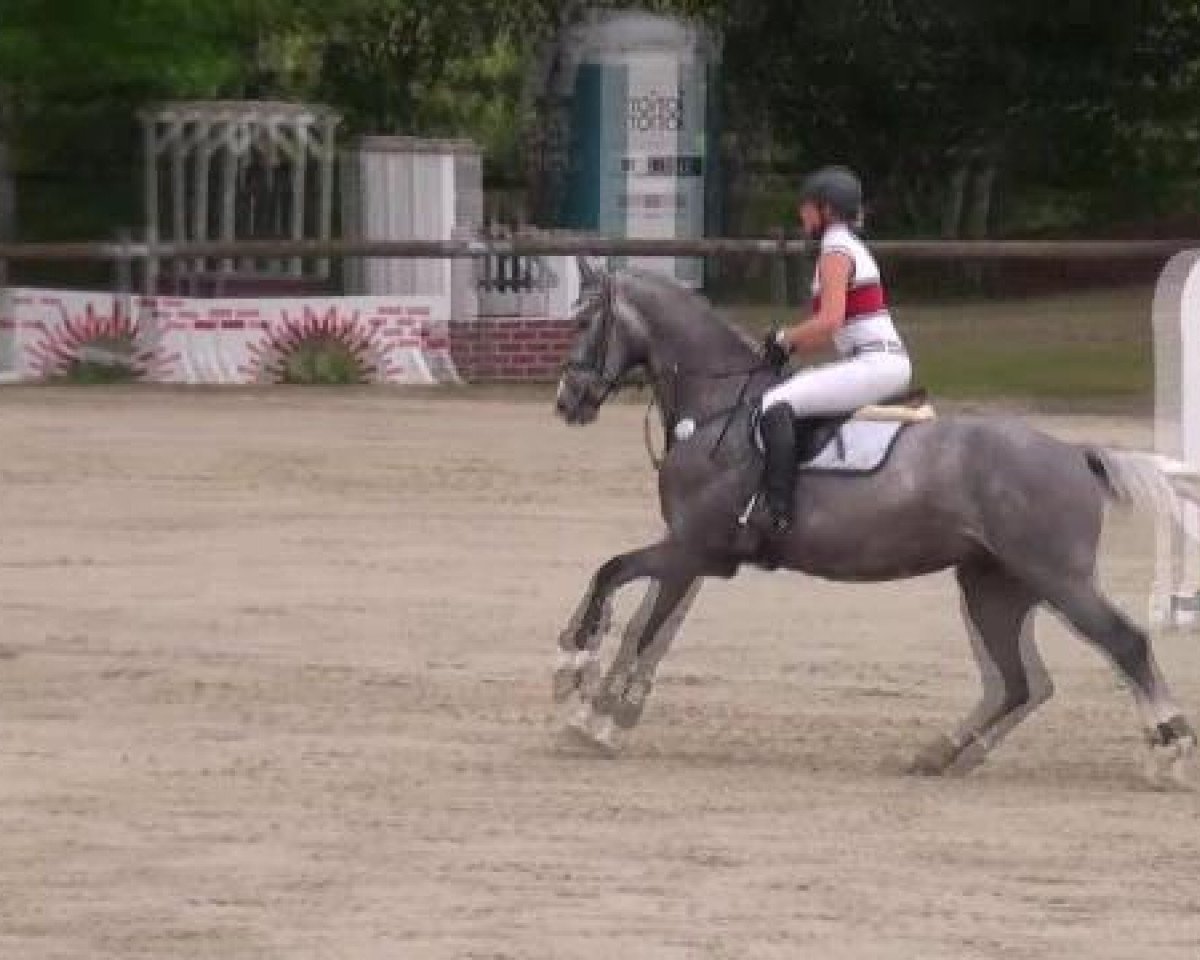 jumper Codino (Westphalian, 2008)