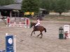 jumper Ciaco (German Sport Horse, 2008, from Ciacomo)