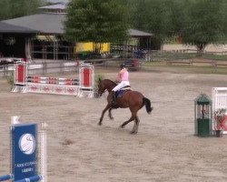 jumper Ciaco (German Sport Horse, 2008, from Ciacomo)