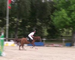 jumper Dawino 5 (German Riding Pony, 2008, from Don Diabolo NRW)