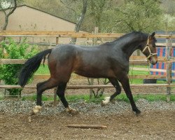 broodmare Curriosa VS (Bavarian, 2010, from Conte Cristo)