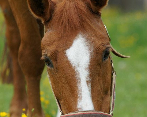 broodmare Elbina (Polish Warmblood, 1990, from Jaguar)