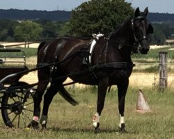 broodmare Mira 626 (Hanoverian, 2005, from Mendecino)