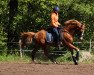 dressage horse Checkpoint Charlie 5 (German Riding Pony, 2011, from FS Cracker Jack)