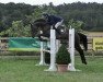 jumper Vienna F (Oldenburg show jumper, 2018, from van Gogh)