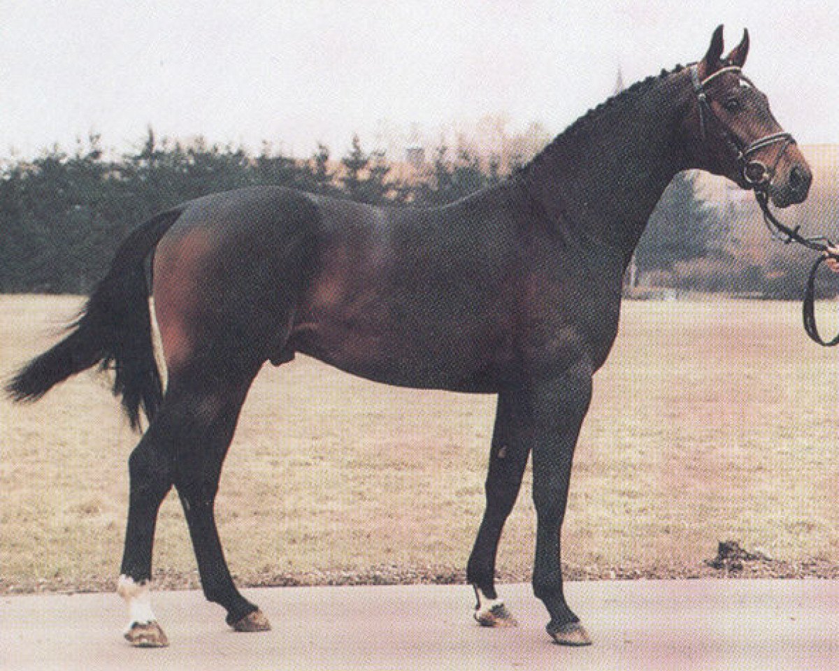 Deckhengst Royal Flash Z (Hannoveraner, 1984, von Ramiro Z)