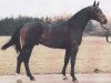 stallion Royal Flash Z (Hanoverian, 1984, from Ramiro Z)