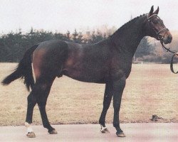 stallion Royal Flash Z (Hanoverian, 1984, from Ramiro Z)