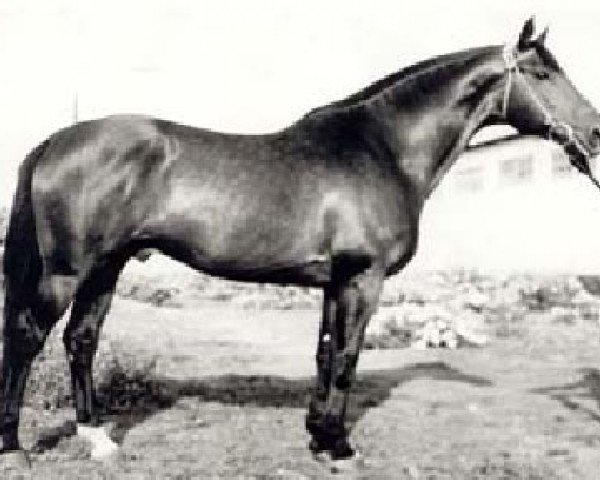 stallion Almanach I (Russian Trakehner, 1962, from Achmad)
