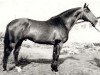 stallion Almanach I (Russian Trakehner, 1962, from Achmad)