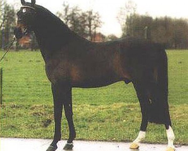 stallion Vita Nova's Celesto (Nederlands Welsh Ridepony, 1988, from Bright Moon xx)