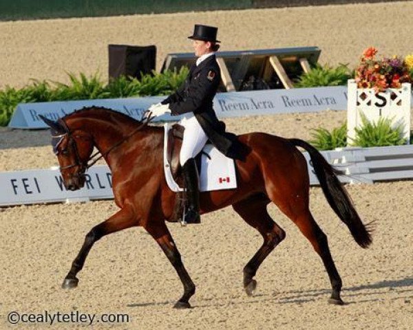 horse Blithe Hill Riddle Master (Bavarian,  , from Rodero)