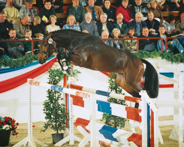 Pferd Carry Wind (Holsteiner, 1999, von Corrado I)