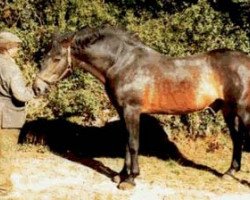 Deckhengst Clover Hill RID 665 (Irish Draught Horse, 1973, von Golden Beaker xx)