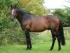 stallion Clover Brigade (Irish Sport Horse, 1990, from Clover Hill)