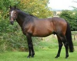 Deckhengst Clover Brigade (Irish Sport Horse, 1990, von Clover Hill RID 665)