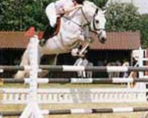 stallion Gibraleon (Hanoverian, 1990, from Gibraltar)