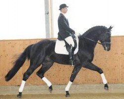 dressage horse Swagman 2 (Oldenburg, 2004, from Sandro Hit)