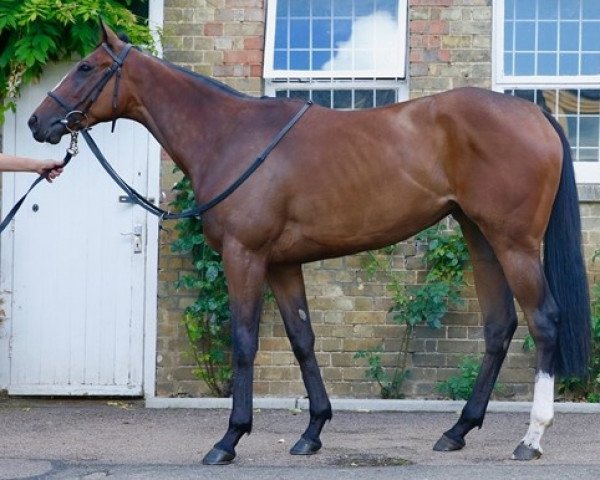 horse Rogue Storm xx (Thoroughbred, 2019, from Decorated Knight xx)