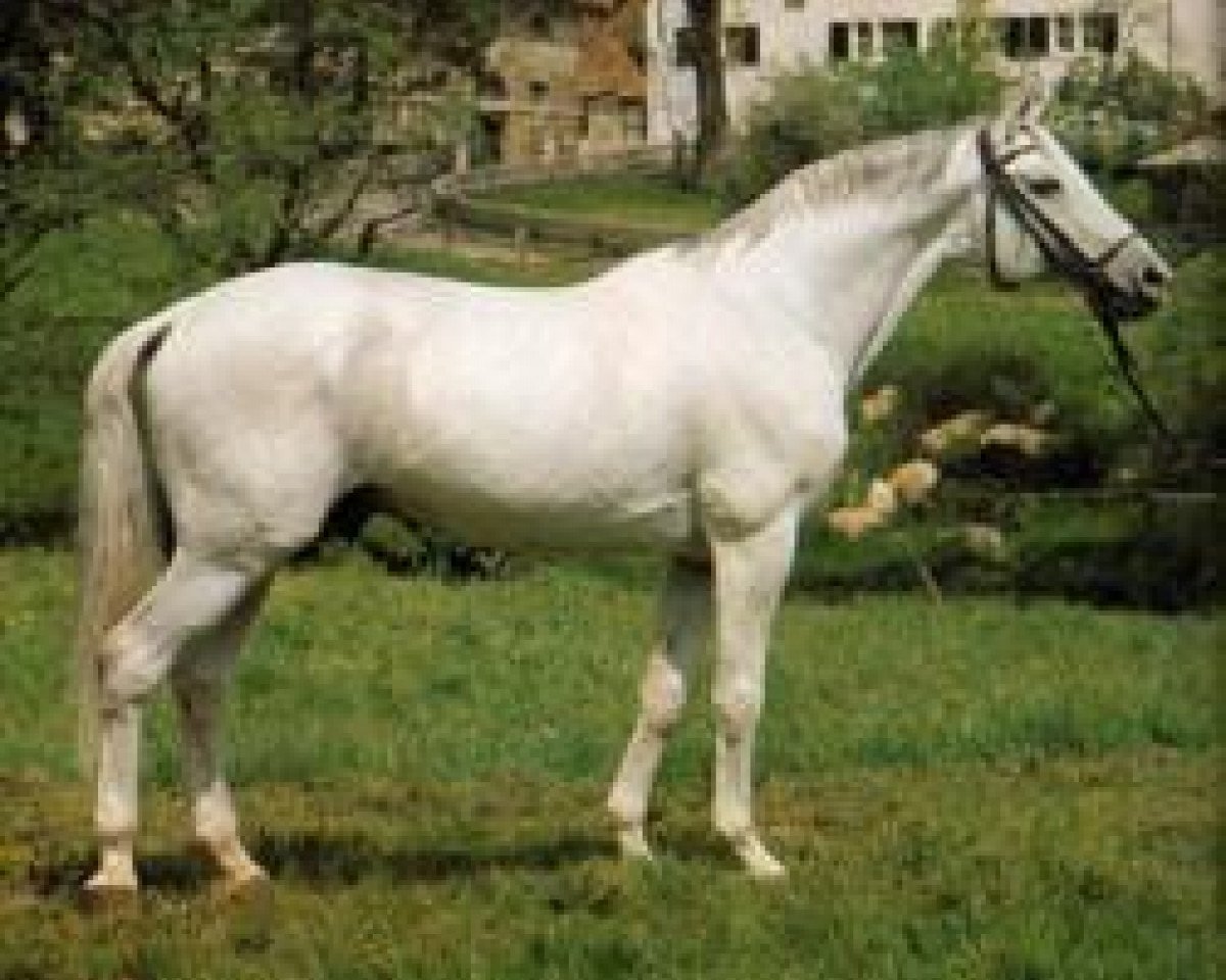 Deckhengst Pregel (Trakehner, 1957, von Tropenwald)