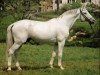 horse Pregel (Trakehner, 1958, from Tropenwald)