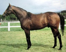 Deckhengst Millfontaine xx (Englisches Vollblut, 1980, von Mill Reef xx)