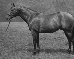 stallion Silly Season xx (Thoroughbred, 1962, from Tom Fool xx)