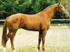 horse Wolke (Hanoverian, 1980, from Wendekreis)
