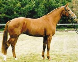 broodmare Wolke (Hanoverian, 1980, from Wendekreis)