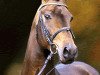 stallion Fielmann (Westphalian, 1998, from Florestan I)