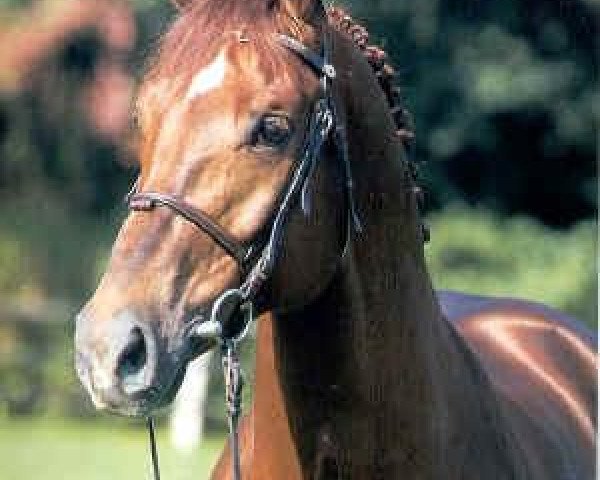 stallion Landgold (Oldenburg, 1995, from Landfriese I)